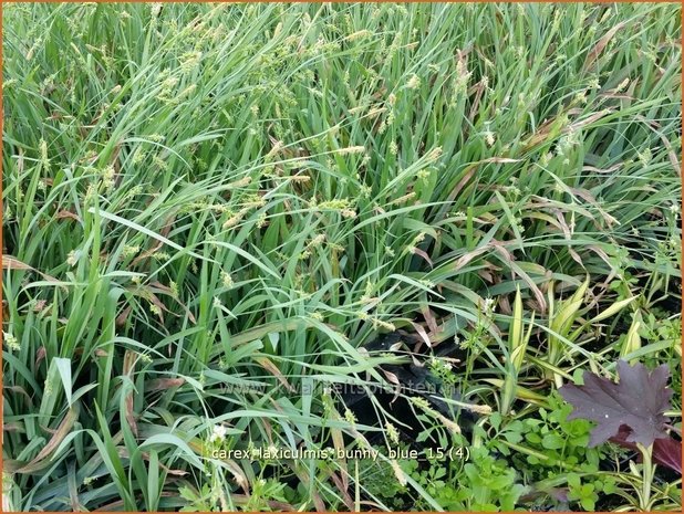 Carex laxiculmis 'Bunny Blue'