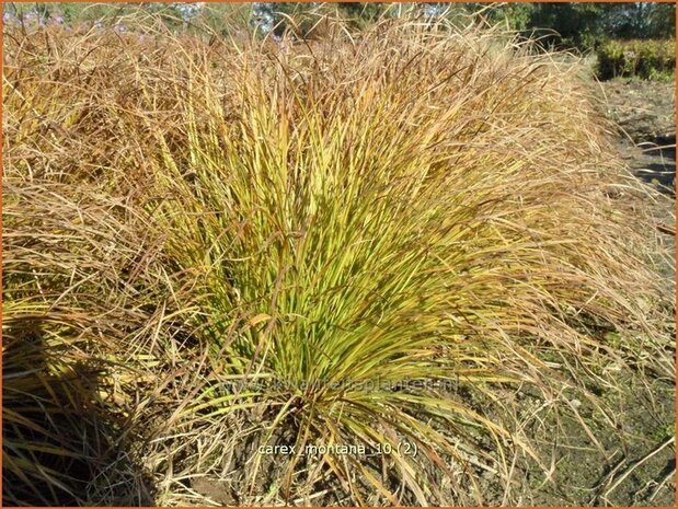 Carex montana | Bergzegge, Zegge | Berg-Segge