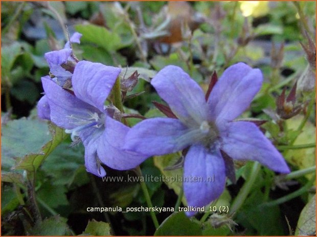 Campanula poscharskyana 'Trollkind' | Klokjesbloem