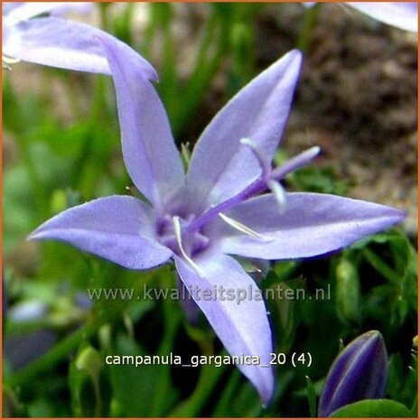 Campanula garganica | Klokjesbloem