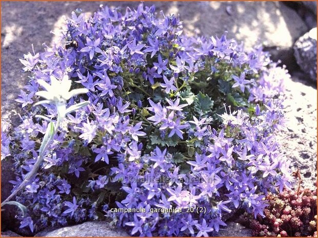 Campanula garganica | Klokjesbloem