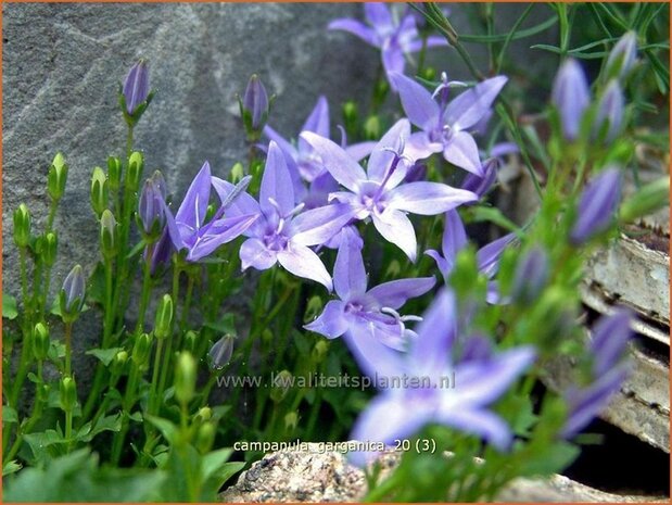 Campanula garganica | Klokjesbloem