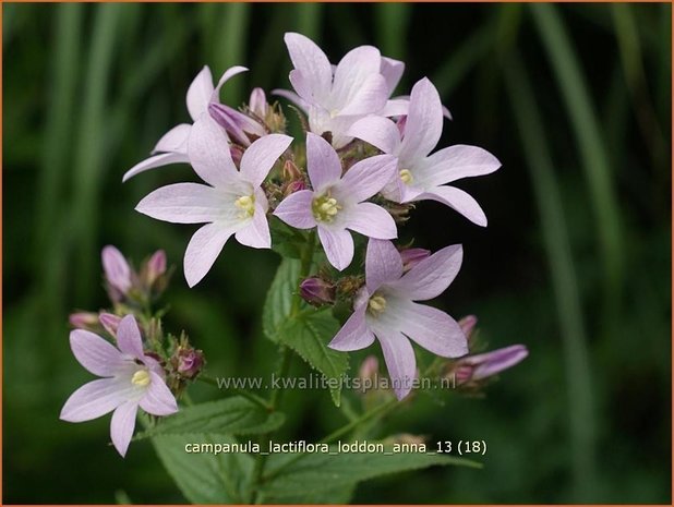 Campanula lactiflora 'Loddon Anna' | Klokjesbloem