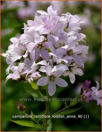 Campanula lactiflora 'Loddon Anna' | Klokjesbloem