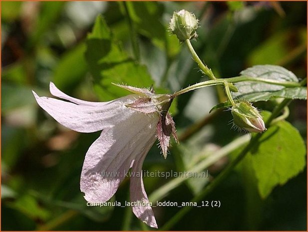 Campanula lactiflora 'Loddon Anna' | Klokjesbloem