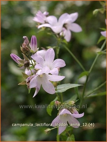 Campanula lactiflora 'Loddon Anna' | Klokjesbloem