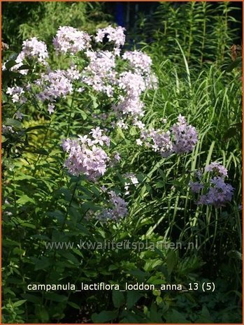 Campanula lactiflora 'Loddon Anna' | Klokjesbloem