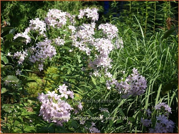 Campanula lactiflora 'Loddon Anna' | Klokjesbloem