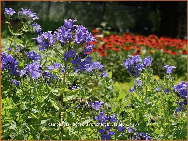 Campanula lactiflora 'Prichard's Variety' | Klokjesbloem