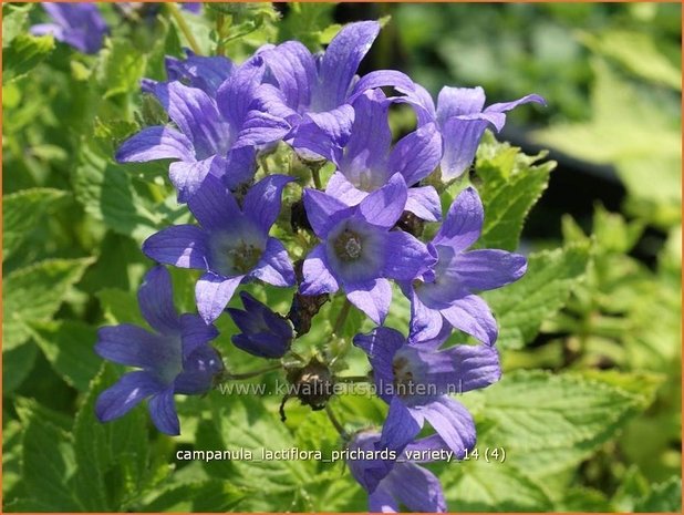 Campanula lactiflora 'Prichard's Variety' | Klokjesbloem