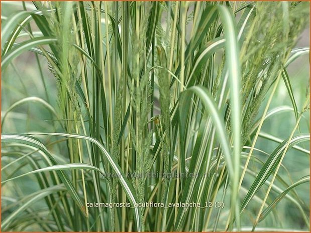 Calamagrostis acutiflora 'Avalanche' | Struisriet