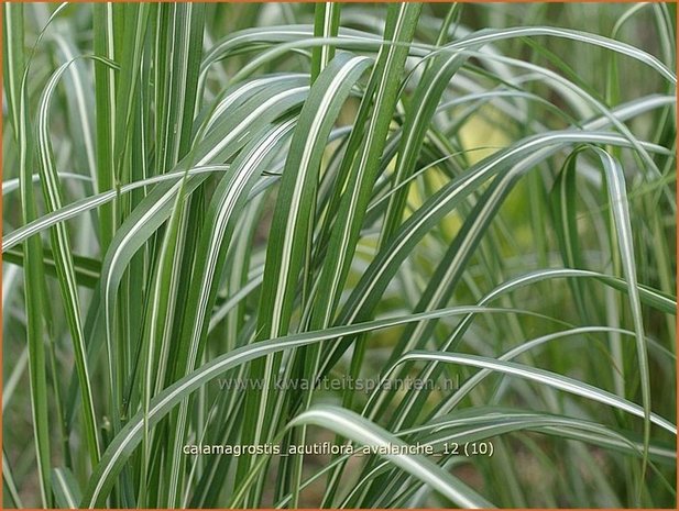 Calamagrostis acutiflora 'Avalanche' | Struisriet