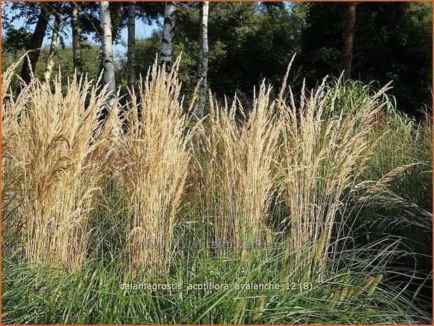 Calamagrostis acutiflora 'Avalanche' | Struisriet