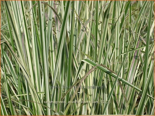 Calamagrostis acutiflora 'Overdam' | Struisriet