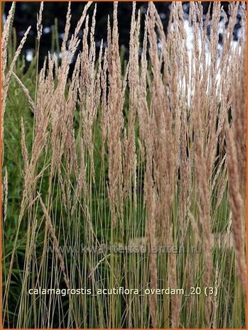 Calamagrostis acutiflora 'Overdam' | Struisriet