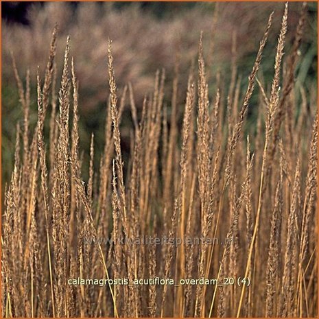 Calamagrostis acutiflora 'Overdam' | Struisriet