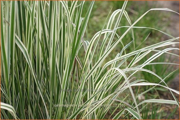 Calamagrostis acutiflora 'Overdam' | Struisriet