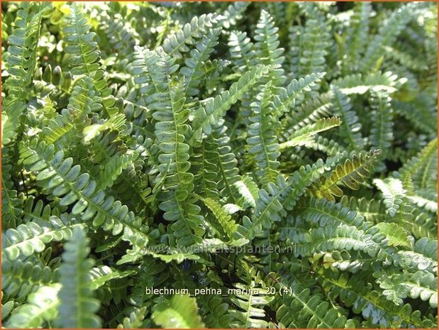 Blechnum penna-marina | Dubbelloof | Feuerlandfarnq