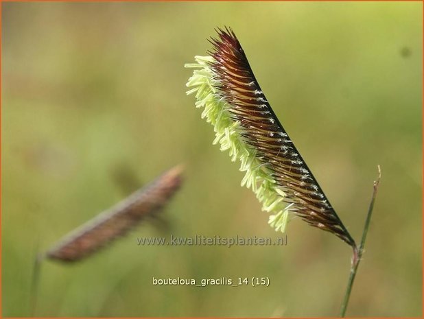 Bouteloua gracilis | Muskietengras