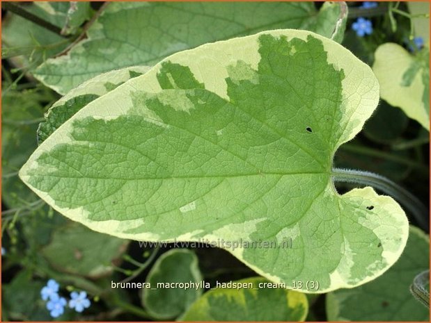 Brunnera macrophylla 'Hadspen Cream' | Kaukasische vergeet-mij-nietje