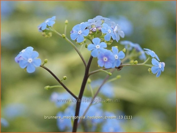 Brunnera macrophylla 'Hadspen Cream' | Kaukasische vergeet-mij-nietje