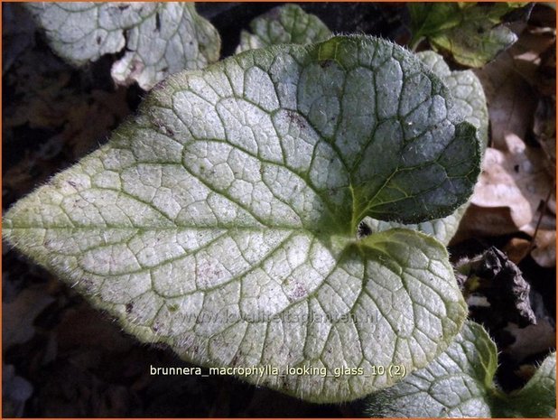 Brunnera macrophylla 'Looking Glass' | Kaukasische vergeet-mij-nietje