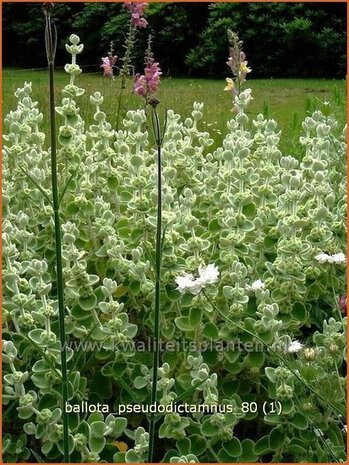 Ballota pseudodictamnus | Valse vuurwerkplant