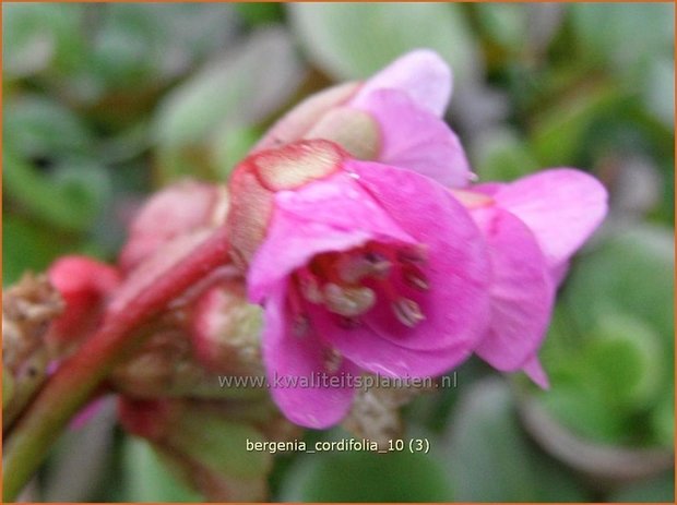 Bergenia cordifolia | Schoenlappersplant, Olifantsoren