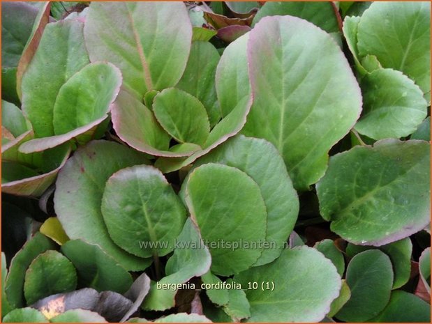 Bergenia cordifolia | Schoenlappersplant, Olifantsoren