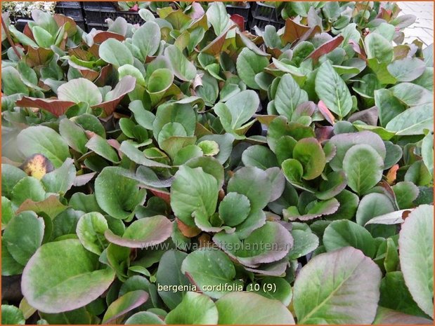 Bergenia cordifolia | Schoenlappersplant, Olifantsoren