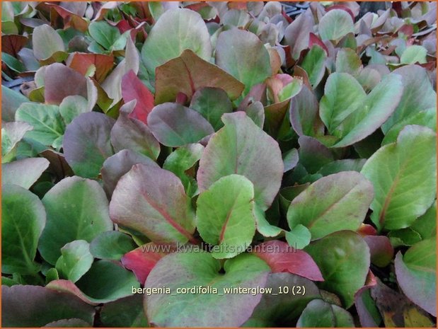 Bergenia cordifolia 'Winterglow' | Schoenlappersplant, Olifantsoor | Altai-Bergenie | Heart-Leaf Bergenia