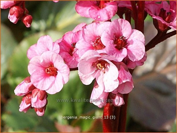 Bergenia 'Magic Giant' | Schoenlappersplant, Olifantsoren