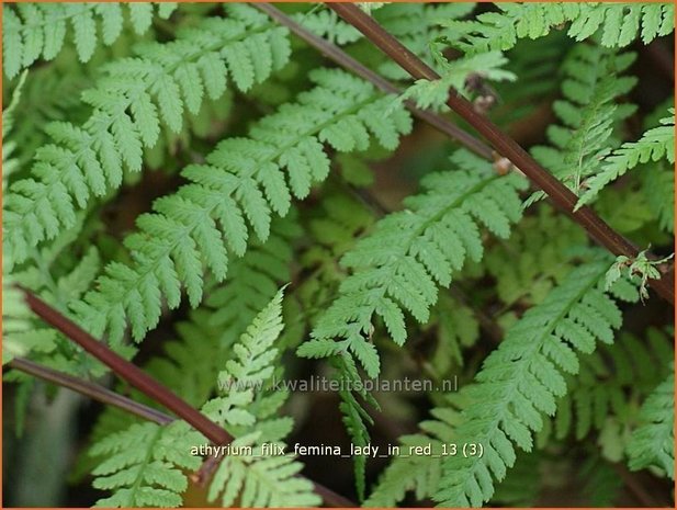 Athyrium filix-femina 'Lady in Red' | Wijfjesvaren