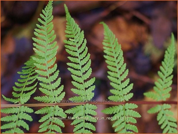 Athyrium filix-femina 'Lady in Red' | Wijfjesvaren