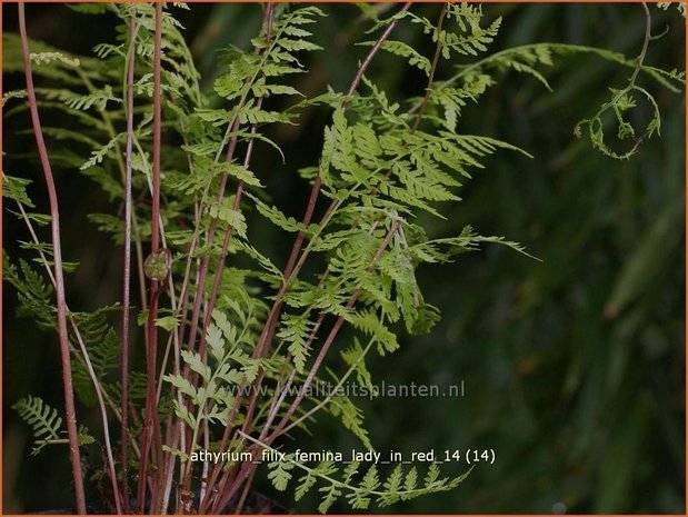 Athyrium filix-femina 'Lady in Red' | Wijfjesvaren