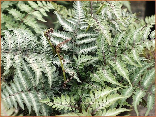 Athyrium niponicum 'Metallicum' | Japanse regenboogvaren