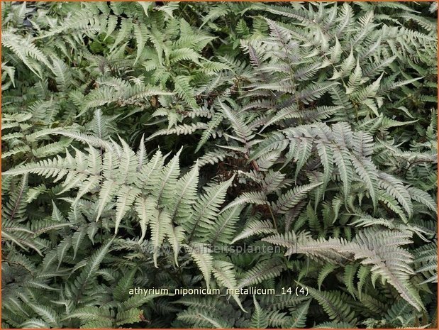 Athyrium niponicum 'Metallicum' | Japanse regenboogvaren