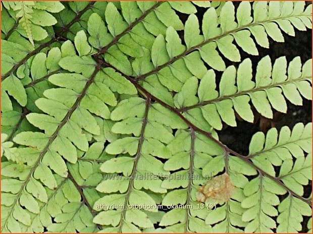 Athyrium otophorum 'Okanum' | Wijfjesvaren
