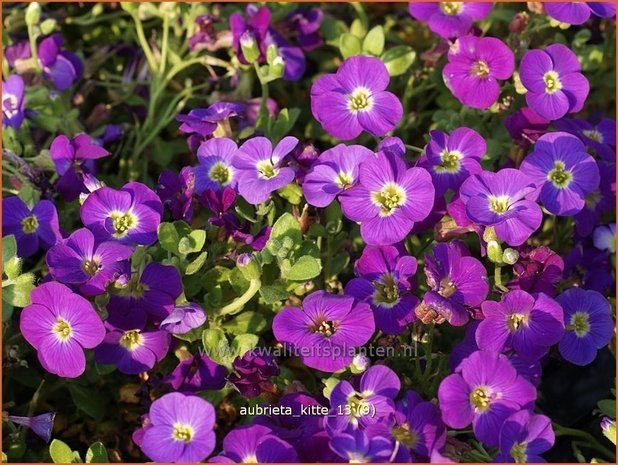 Aubrieta 'Kitte' | Rijstebrij, Randjesbloem, Blauwkussen