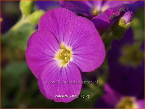 Aubrieta 'Kitte' | Rijstebrij, Randjesbloem, Blauwkussen