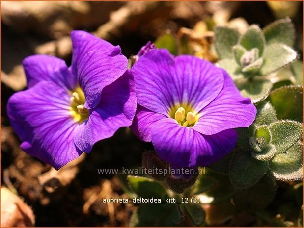 Aubrieta 'Kitte' | Rijstebrij, Randjesbloem, Blauwkussen