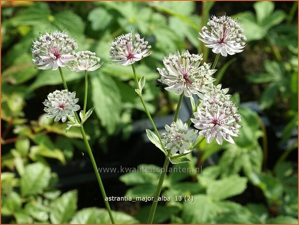 Astrantia major 'Alba' | Zeeuws knoopje