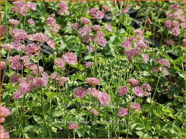 Astrantia major 'Pink Pride' | Zeeuws knoopje