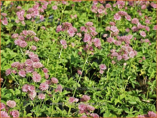 Astrantia major 'Pink Pride' | Zeeuws knoopje