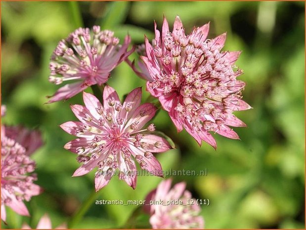 Astrantia major 'Pink Pride' | Zeeuws knoopje