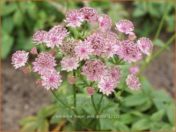 Astrantia major 'Pink Pride' | Zeeuws knoopje