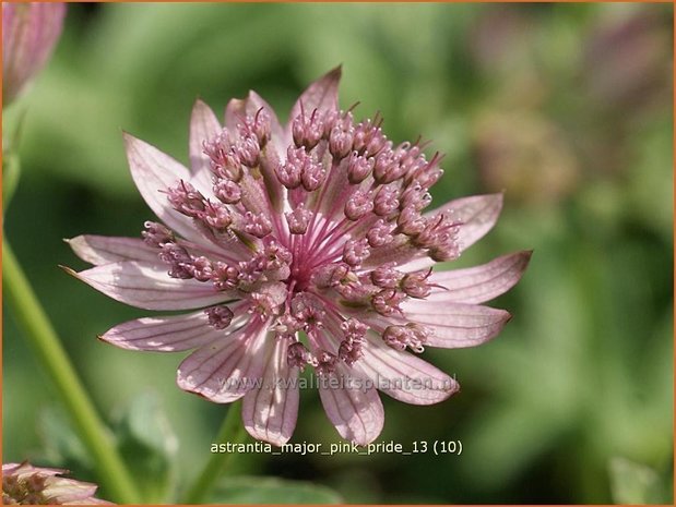 Astrantia major 'Pink Pride' | Zeeuws knoopje