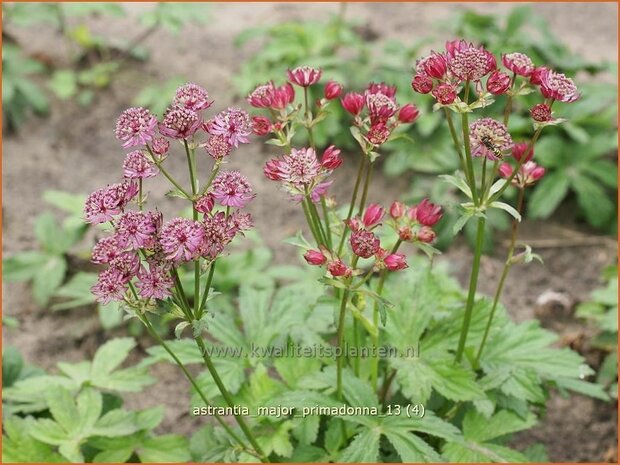 Astrantia major 'Primadonna' | Zeeuws knoopje
