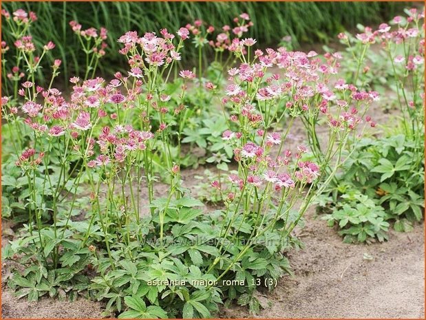 Astrantia major 'Roma' | Zeeuws knoopje, Groot sterrenscherm | Große Sterndolde