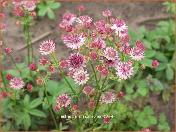 Astrantia major 'Roma' | Zeeuws knoopje, Groot sterrenscherm | Große Sterndolde